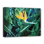 Bird of Paradise Canvas 16  x 12  (Stretched)