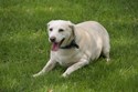 Labrador Retriever Dog M1