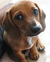 savvee beagle dachshund mix 02