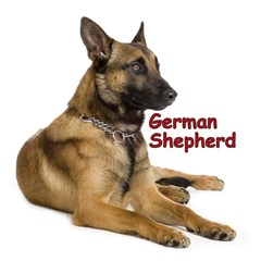 german shepherd dog m1