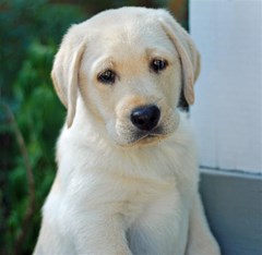 puppy labrador