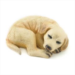 golden lab