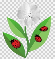 ladybugs