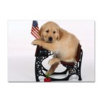 Labrador Puppy 1 Sticker A4 (10 pack)