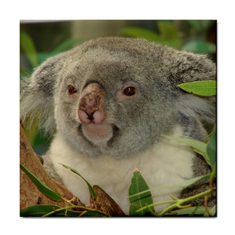 Koala Bear Tile Coaster from Custom Dropshipper Front