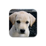Labrador Retriever Dog Rubber Square Coaster (4 pack)