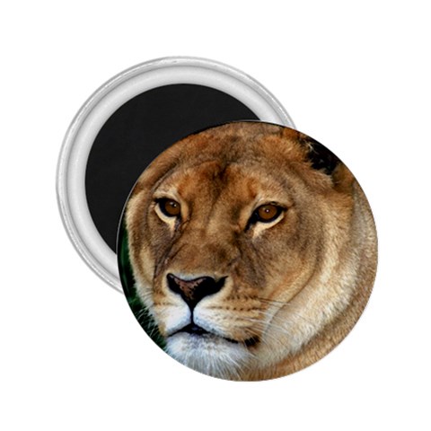 Lioness 0009 2.25  Magnet from Custom Dropshipper Front