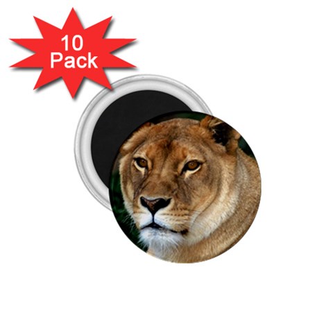 Lioness 0009 1.75  Magnet (10 pack)  from Custom Dropshipper Front
