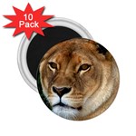 Lioness 0009 2.25  Magnet (10 pack)