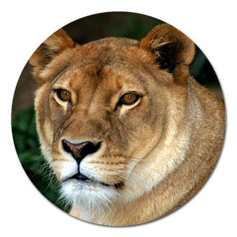 Lioness 0009 Magnet 5  (Round) from Custom Dropshipper Front